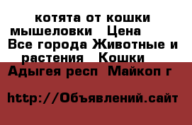 котята от кошки мышеловки › Цена ­ 10 - Все города Животные и растения » Кошки   . Адыгея респ.,Майкоп г.